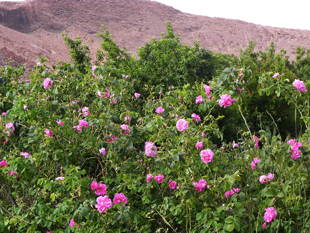 herboristerie champs roses